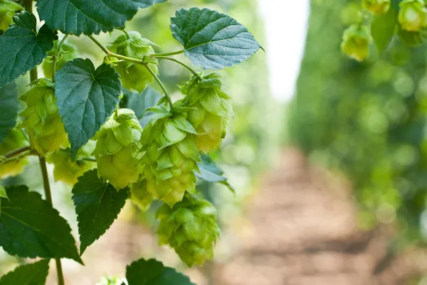 Conos de lúpulo - materia prima para la producción de cerveza, — Foto de Stock