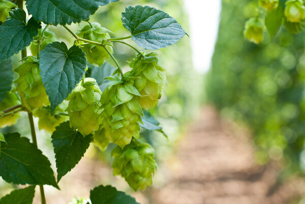 Hop cones - raw material for beer production,