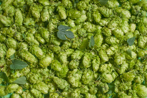 Конусы хмеля
