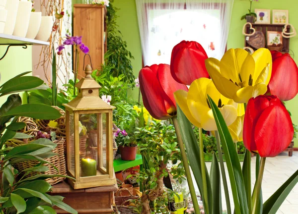 Tulipes dans la boutique de fleurs — Photo