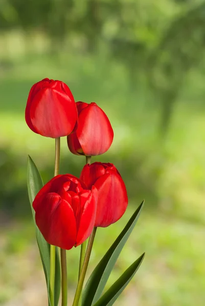 Tulipanes — Foto de Stock