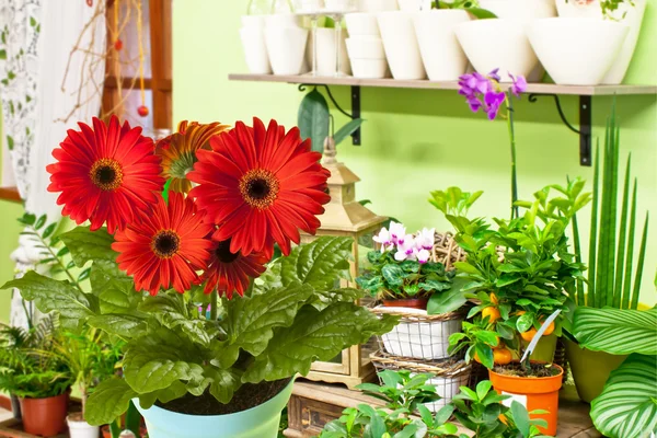 Gerberas —  Fotos de Stock