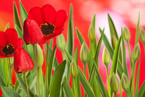 Tulipaner – stockfoto