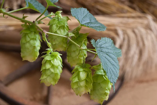 Cônes de houblon — Photo