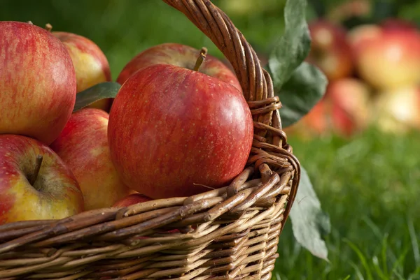 Manzanas — Foto de Stock