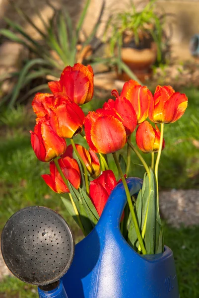 Tulipani — Foto Stock