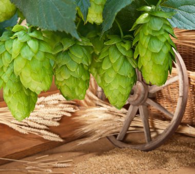 Hop koniler
