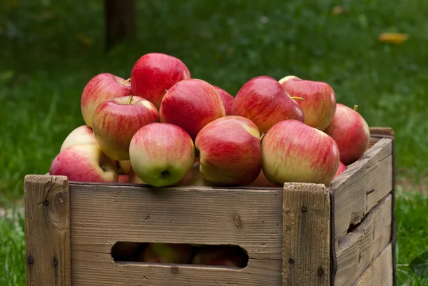 Äpfel — Stockfoto