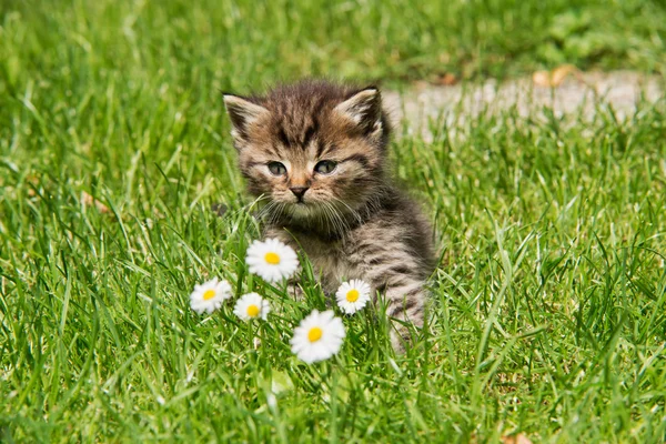 Bahçedeki kedi yavrusu