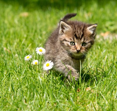 Bahçedeki kedi yavrusu