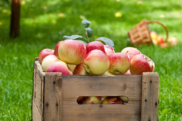 Apples — Stock Photo, Image