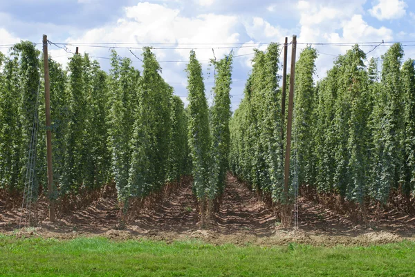 Jardín Hop —  Fotos de Stock