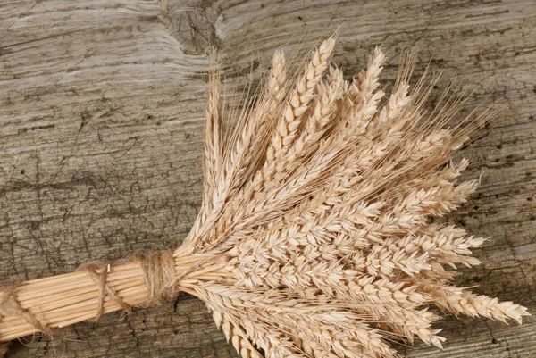 Wheat — Stock Photo, Image