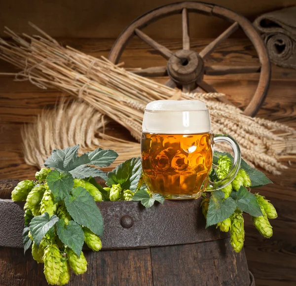 Cone de lúpulo com cerveja — Fotografia de Stock