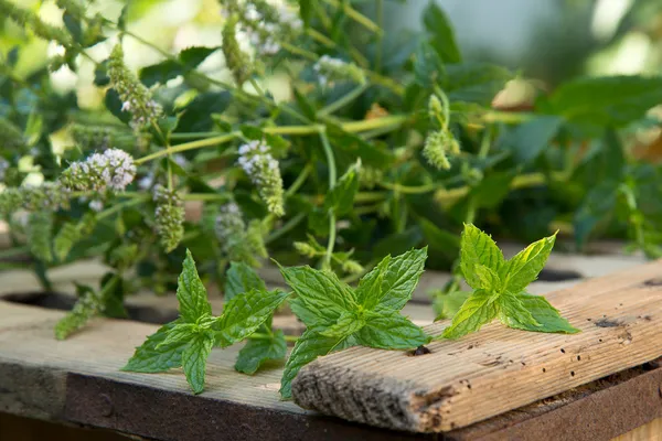 Pfefferminze — Stockfoto