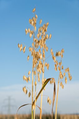 yulaf alanı