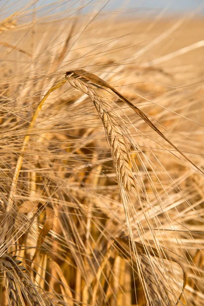 Detail of barley — Stock Photo, Image