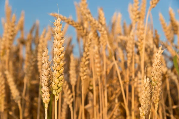 Dettaglio di grano — Foto Stock