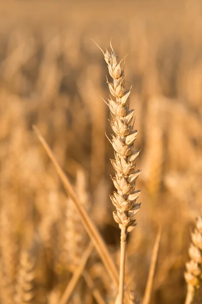 Деталь пшениці — стокове фото
