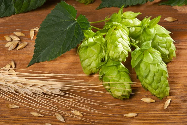 Kerucut hop — Stok Foto