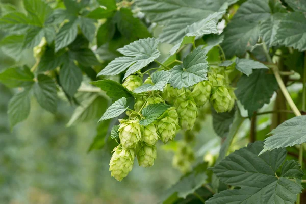 Hop cones — Stock Photo, Image