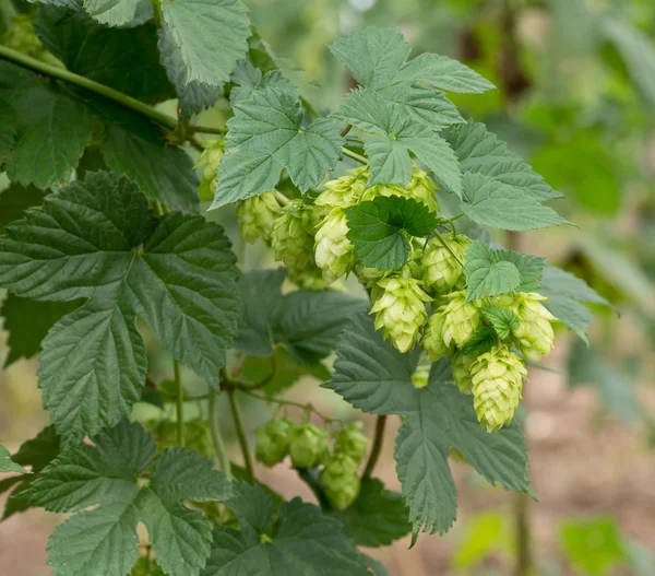 Hop cones — Stock Photo, Image