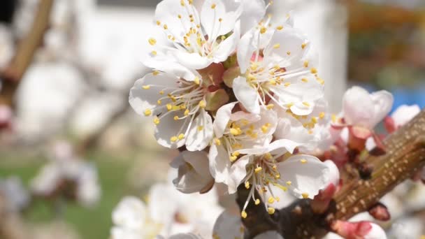 Bee med blossom — Stockvideo