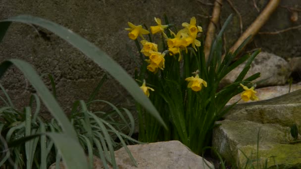 Narcissus in the rain — Stock Video