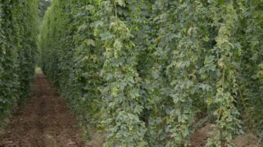 hop-bahçe