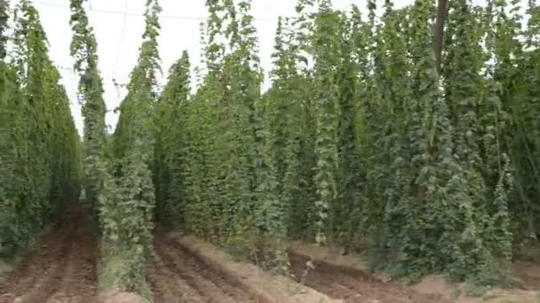 Hop-garden — Stock Video