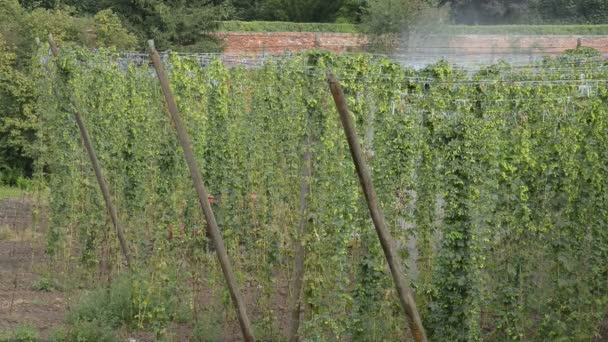 Chemical spraying in the hop-garden — Stock Video