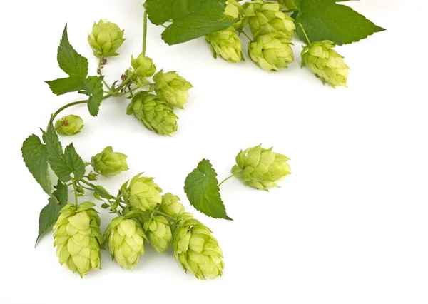 Hop cones isolated — Stock Photo, Image