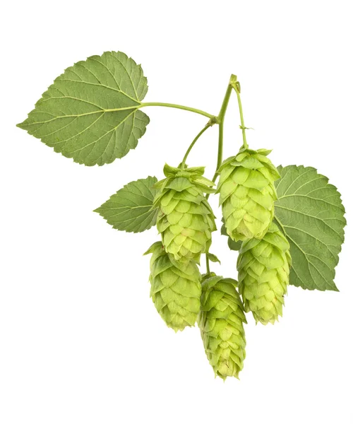 Hop cones isolated — Stock Photo, Image