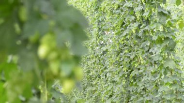 Hop bahçe bitki örtüsü içinde