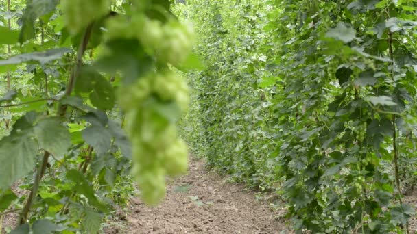 Jardim de lúpulo — Vídeo de Stock