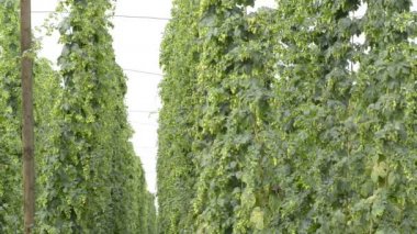 hop-bahçe