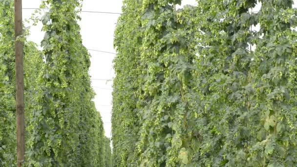 Hop-tuin — Stockvideo