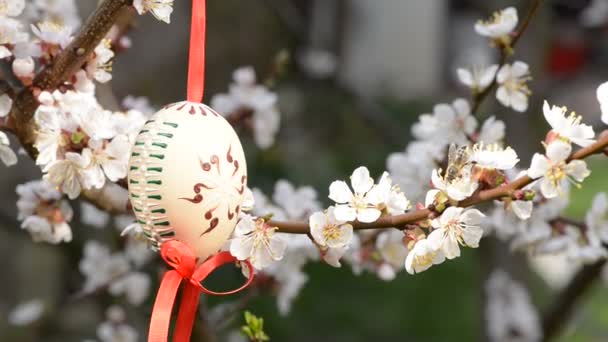 Biene und Blüte — Stockvideo