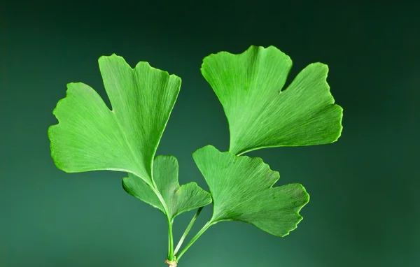 Ginkgo – stockfoto