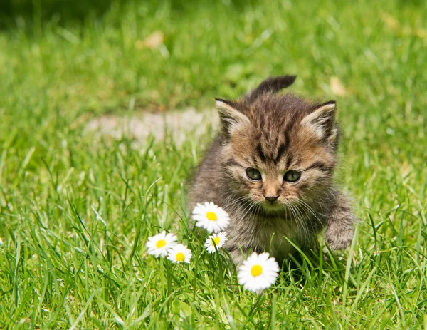 Kitten in the garden — Stock Photo, Image