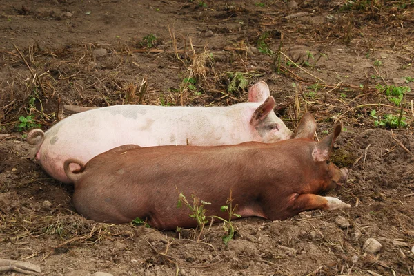 Two piglets in mud — Stock Photo, Image