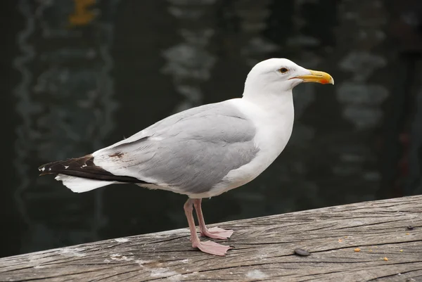 Seagull at seafront in Copenhagen — Stock Photo, Image