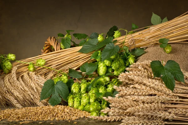 Raw material for beer production — Stock Photo, Image