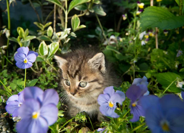 정원에 있는 새끼 고양이 — 스톡 사진