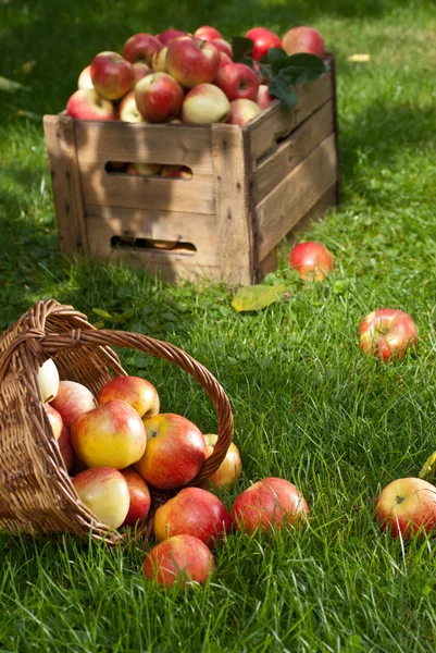 Manzanas rojas — Foto de Stock