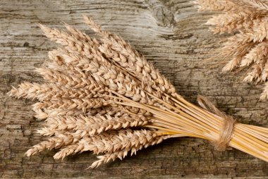 winter wheat clipart