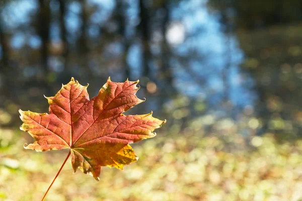 Herbstliche Szenerie — Stockfoto