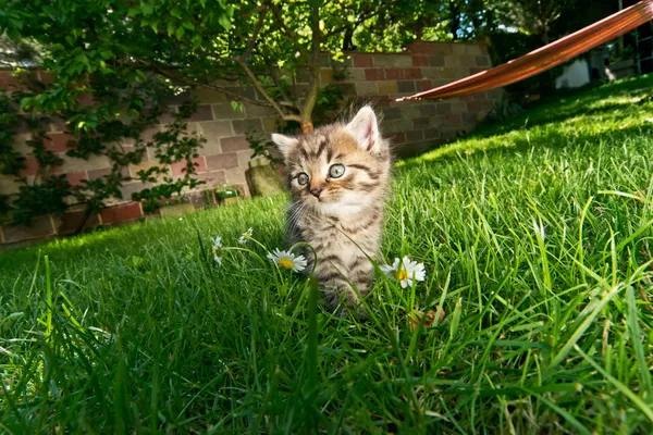 Кошеня в саду — стокове фото