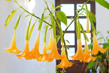 çiçek açan çiçek - tatula