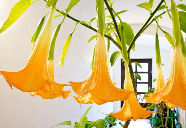 Blooming flower - datura — Stock Photo, Image